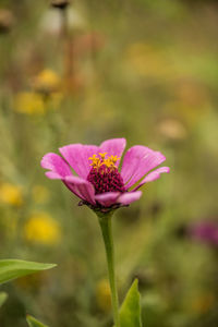 Close-up of pink flower
