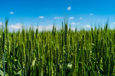 Close-up of wheat crops on field against blue sky