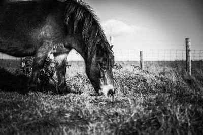 Horse grazing on grassy field