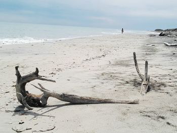 Driftwood on beach against sky