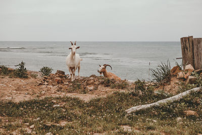 Flock of sheep on beach