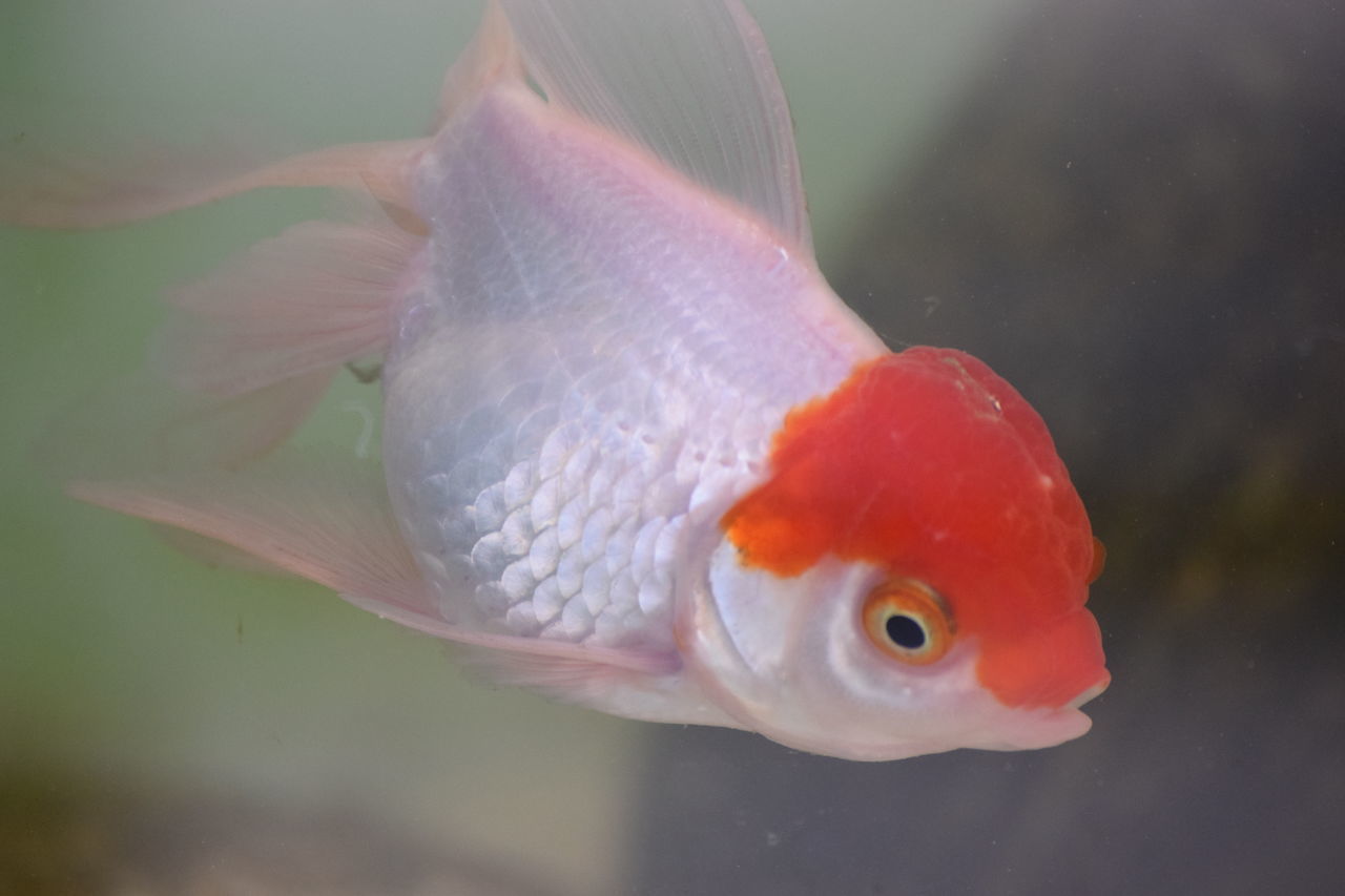 Fish in Aquarium