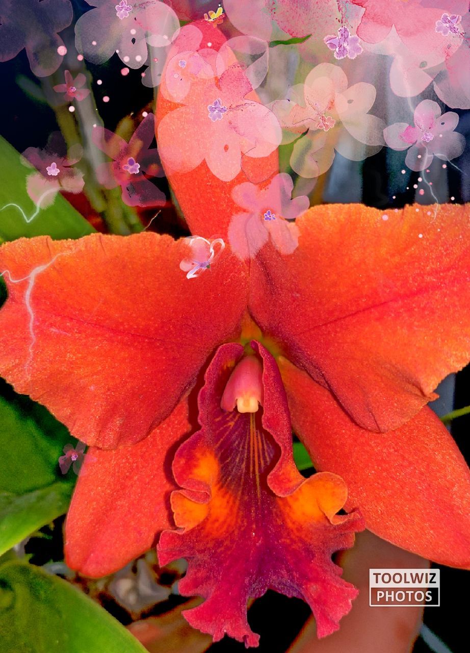 CLOSE-UP OF RED FLOWERS