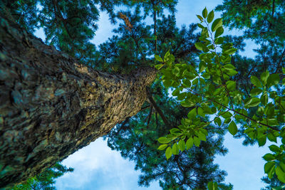 Low angle view of trees against sky