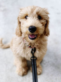 Portrait of dog sticking out tongue