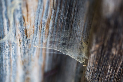 Close-up of frozen tree trunk
