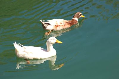 High angle view of swan swimming in lake