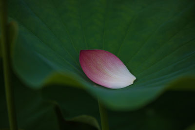 Close-up of pink lotus water lily