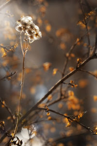 Close-up of wilted plant