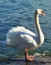 Birds in calm water