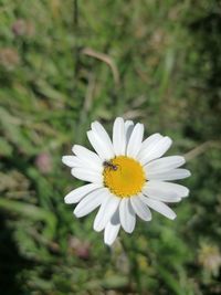 Close-up of insect on white daisy