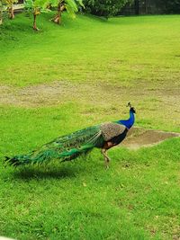 Peacock on field