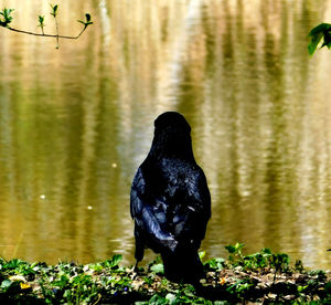 Black bird on a lake