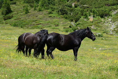 Horse standing in a field