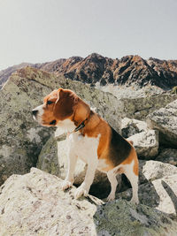 Side view of dog looking at mountain against sky