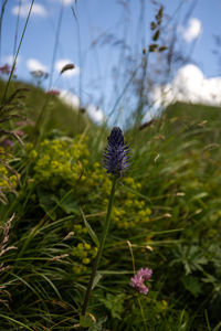 plant