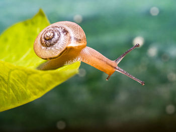The snail crawls over the green leaf