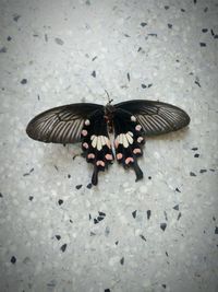 Close-up of butterfly perching on leaf