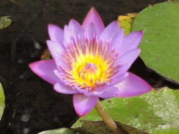 Close-up of pink lotus water lily in pond