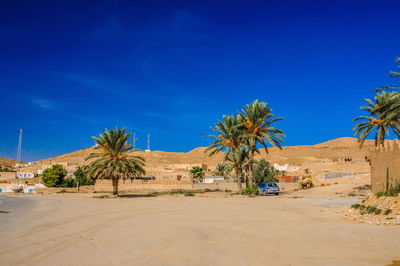 Palm trees on desert against blue sky