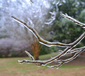 Close-up of plant