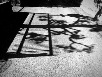 Shadow of tree on tiled floor