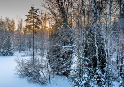 Frozen trees in forest against sky during winter