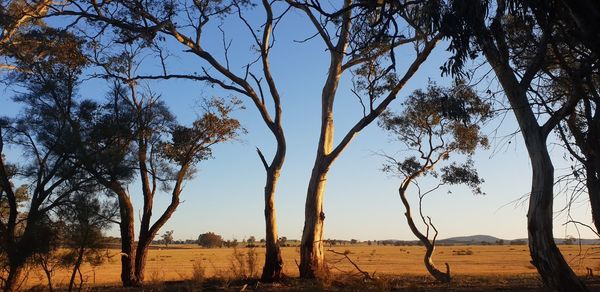 Trees on field against sky