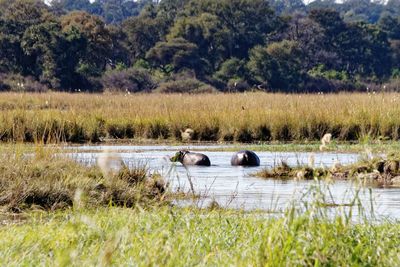 View of horse in lake