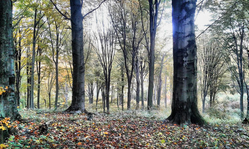 Scenic view of forest