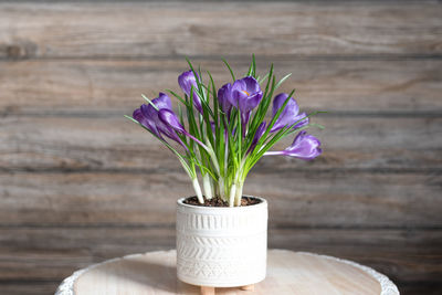 Close-up of flower pot on table