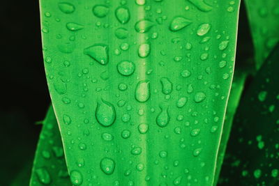 Close-up of raindrops on leaf
