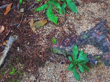 High angle view of plant