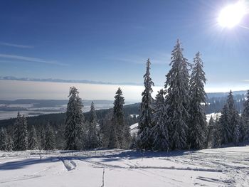 Trees on snow field against sky during winter