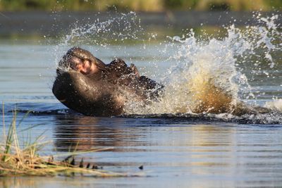 Hippopotamus swimming in lake