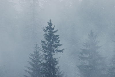 Pine tree in forest during winter