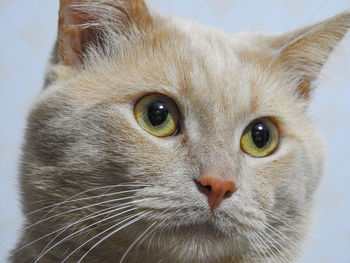 Close-up portrait of cat