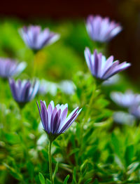 Close-up of purple crocus flowers