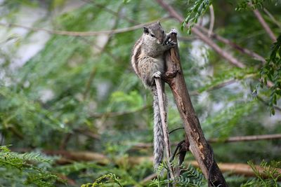 Squirrel on a tree