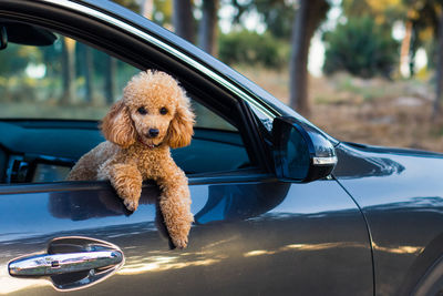 Young poodle in a car window.