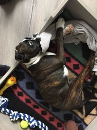 Close-up of dog relaxing on bed at home