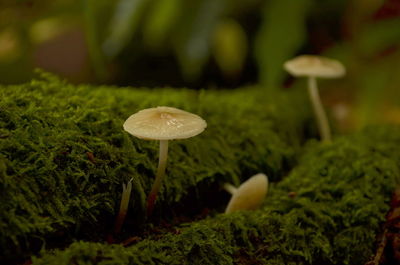 Close-up of mushroom growing on field