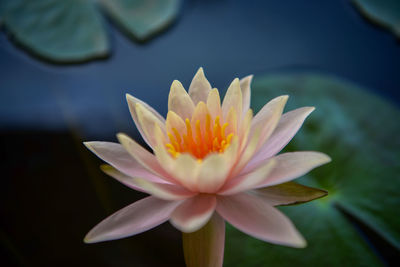 Close-up of lotus water lily in pond