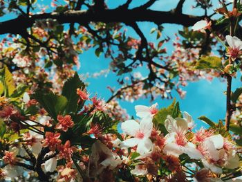 Low angle view of cherry blossom tree