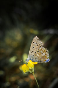 Close-up of butterfly pollinating on yellow flower