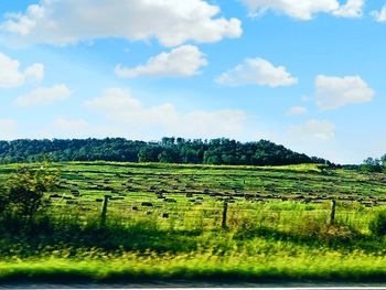 Scenic view of agricultural field against sky