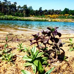 Plants growing by lake against sky