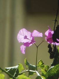 Close-up of purple flowers