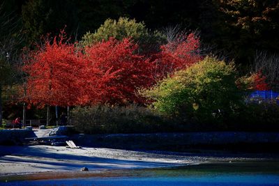 Trees by lake during autumn