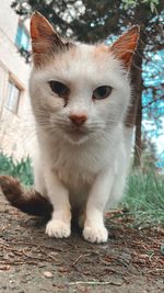 Close-up portrait of a cat